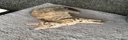 Bengal cats for sale: Bengal Kittens - Advert 14