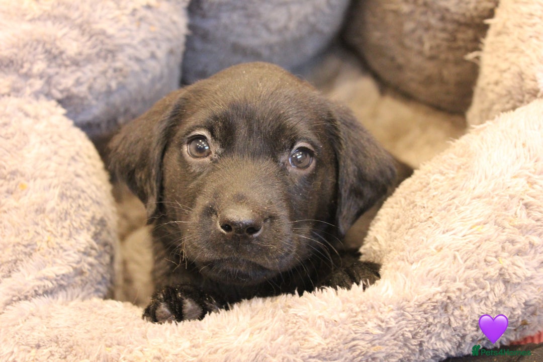 Labrador Retriever dogs for sale: Lovely Labrador Puppies ready next weekend - Image 10