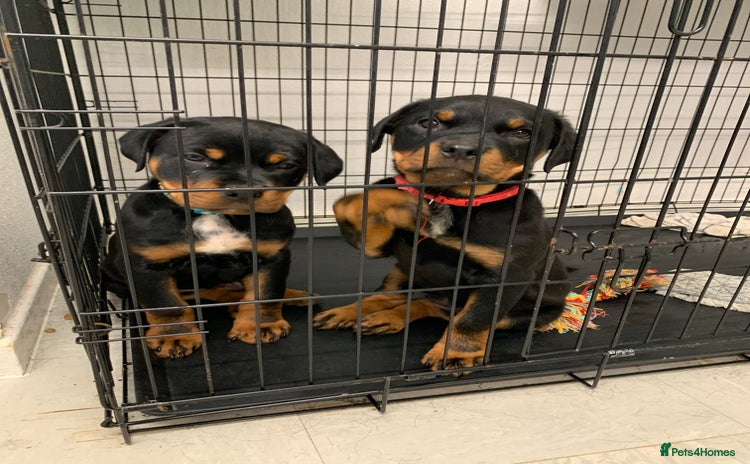 Rottweiler dogs ***READY TO GO NOW***ROTTWEILER PUPPIES - Advert 1