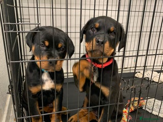 Rottweiler dogs for sale: TWO LEFT ONLY *READY TO GO NOW* ROTTWEILER PUPS - Advert 1