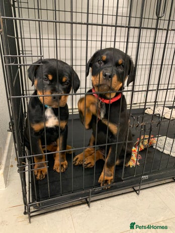 Rottweiler dogs ***READY TO GO NOW***ROTTWEILER PUPPIES - Advert 1