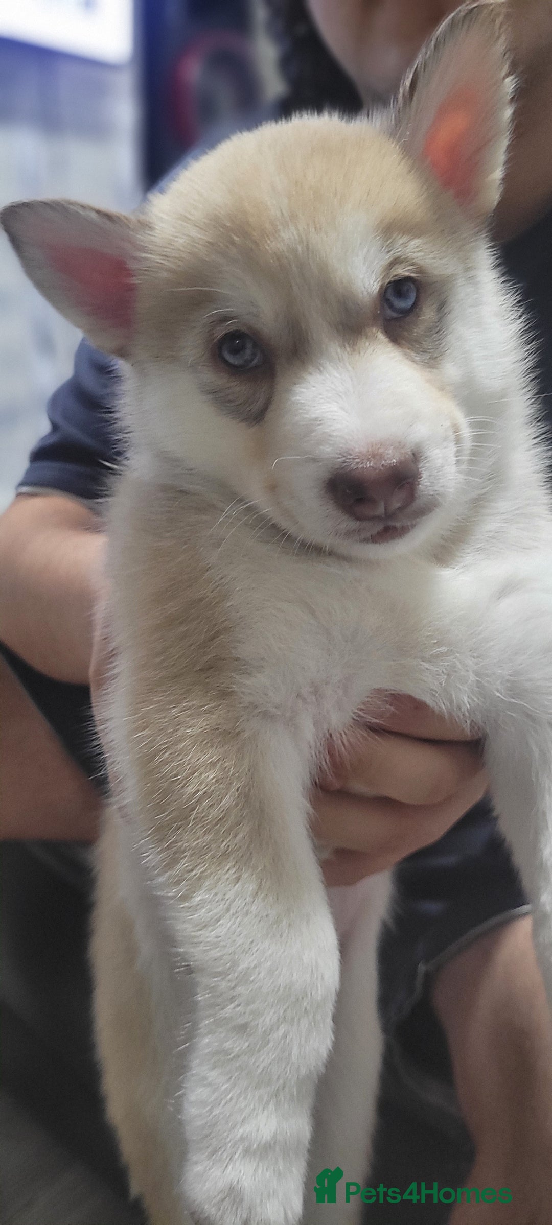 Shepsky dogs for sale: Husky x Shepsky - Image 5