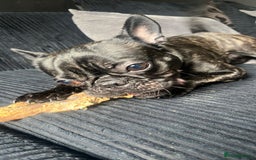 Mixed Breed dogs for sale: 1year old frenchie - Image 4