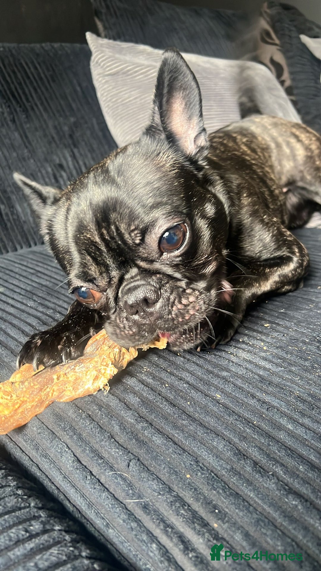 Mixed Breed dogs for sale: 1year old frenchie - Image 4
