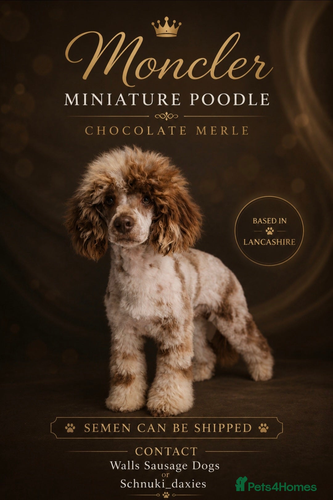 Miniature Poodle dogs Chocolate Merle Miniature Poodle  - Advert 13
