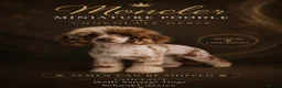 Miniature Poodle dogs for stud: Chocolate Merle Miniature Poodle  - Advert 1