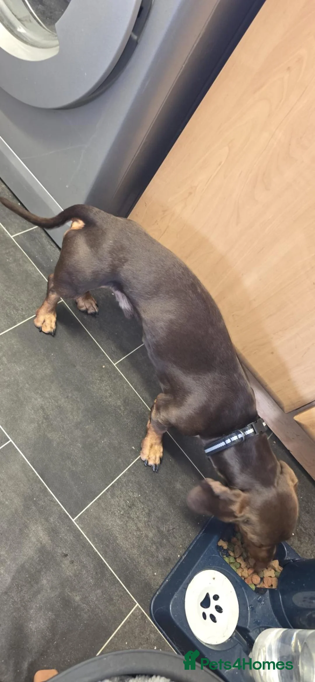 Dachshund dogs for sale: Male dachshund  - Advert 3