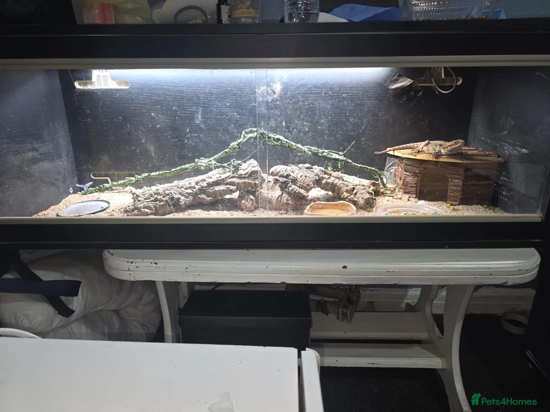 Bearded Dragon reptiles for sale: Cornelius in Oldham - Advert 2