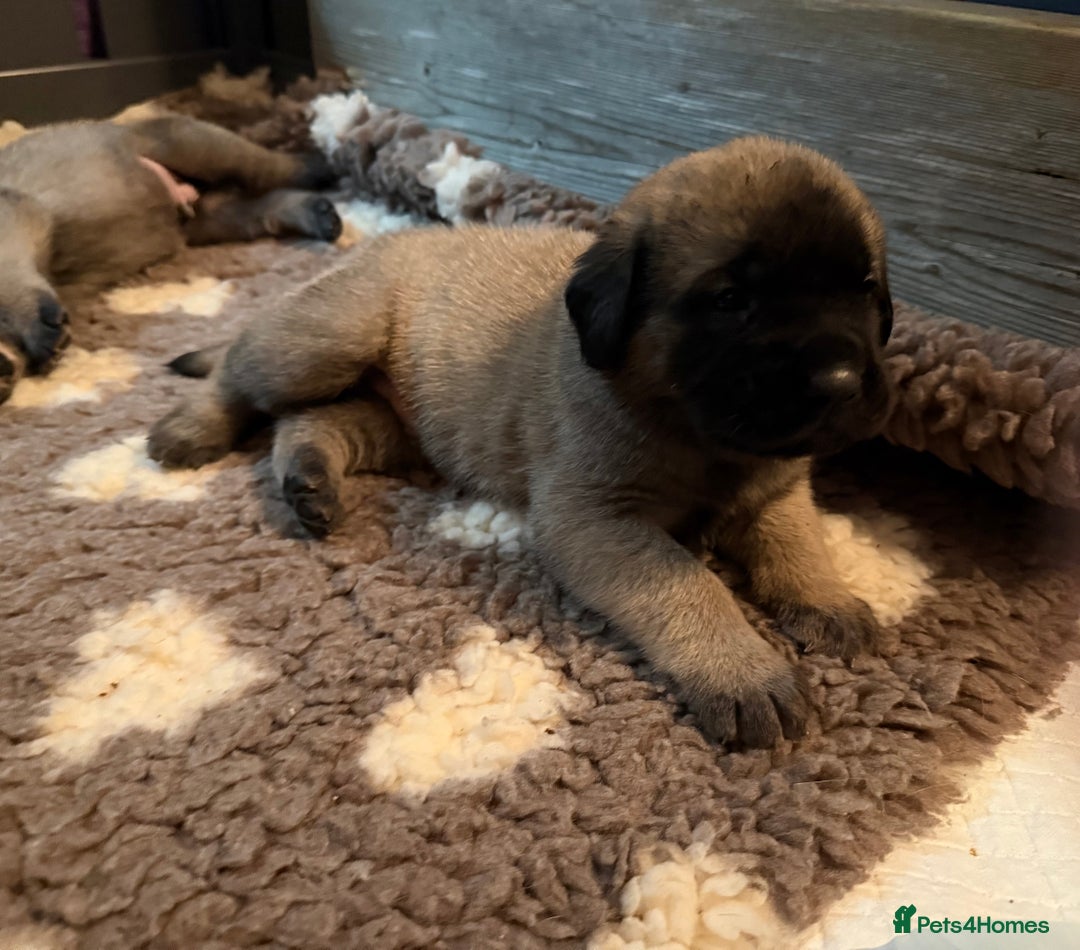 Mastiff dogs for sale: KC English mastiff Puppies  - Advert 16