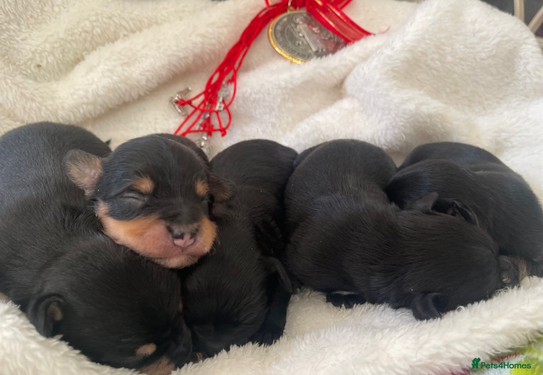 Jackapoo dogs for sale: Quality Jackapoo/ Jack Russel Puppies for sale 💌 - Advert 2
