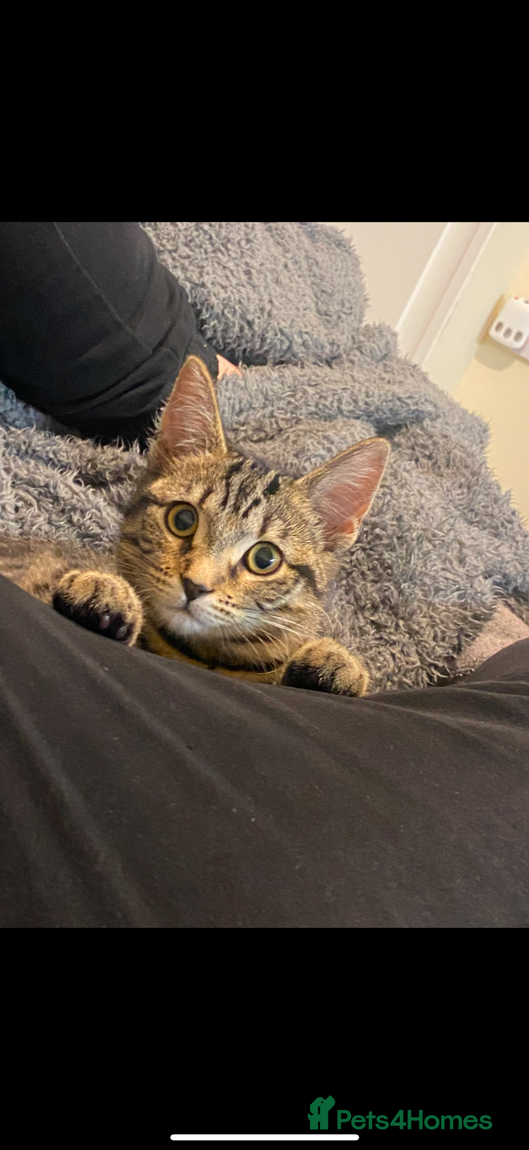 Bengal cats for sale: 3 Year Old Bengal Tabby For Sale  - Advert 4