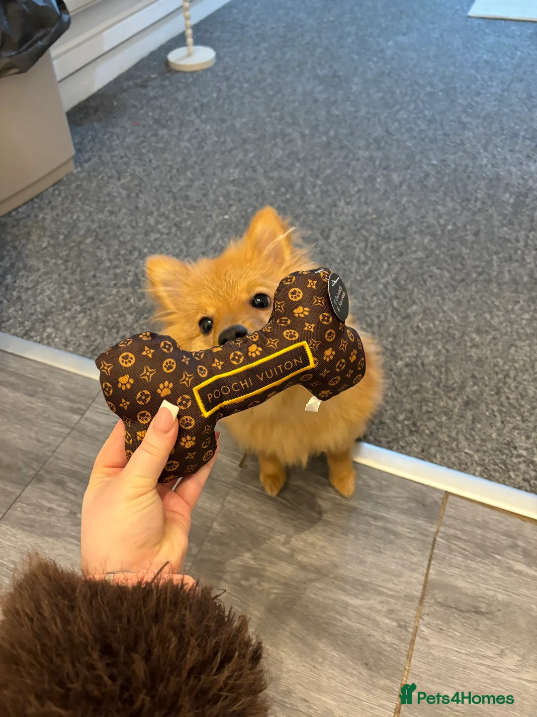 Pomeranian dogs for sale: Fox face Pomeranian  - Advert 6