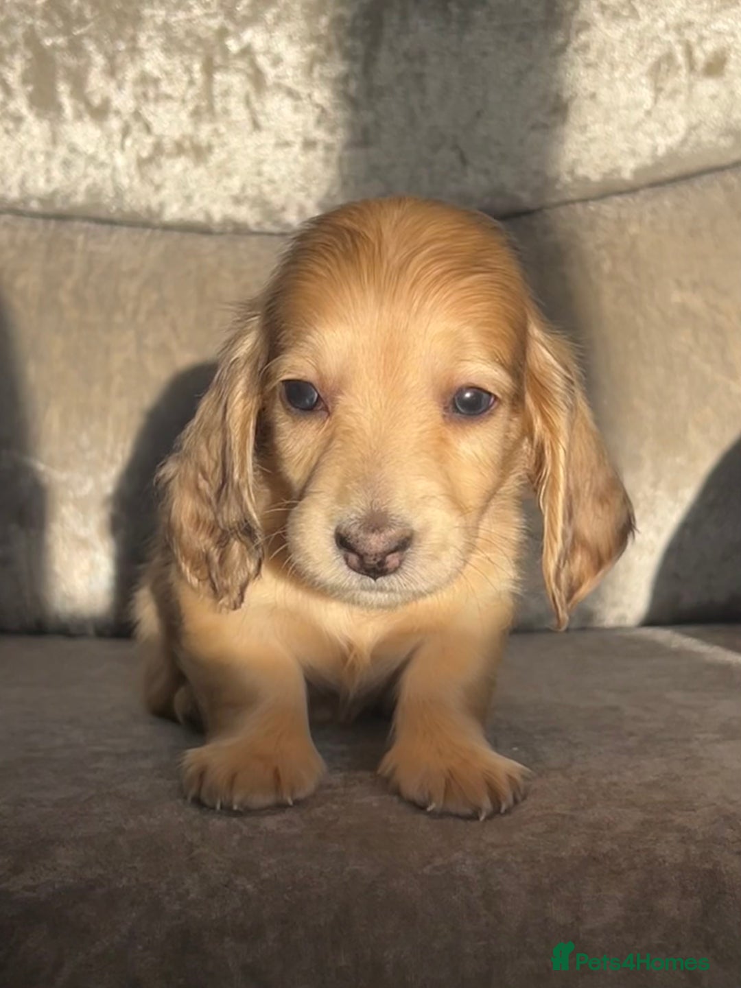 Dachshund dogs for sale: KC miniature long hair dachshunds for sale - Advert 4