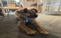 Mixed Breed dogs for adoption: Balto for adoption - Image 6