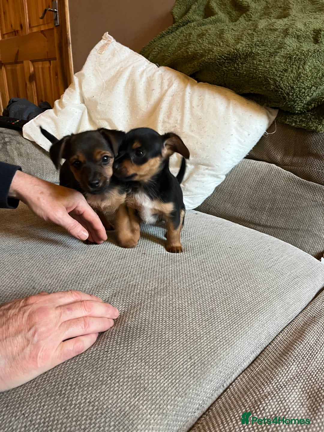 Jack Russell dogs for sale: Jack Russell puppies for sale - Advert 39