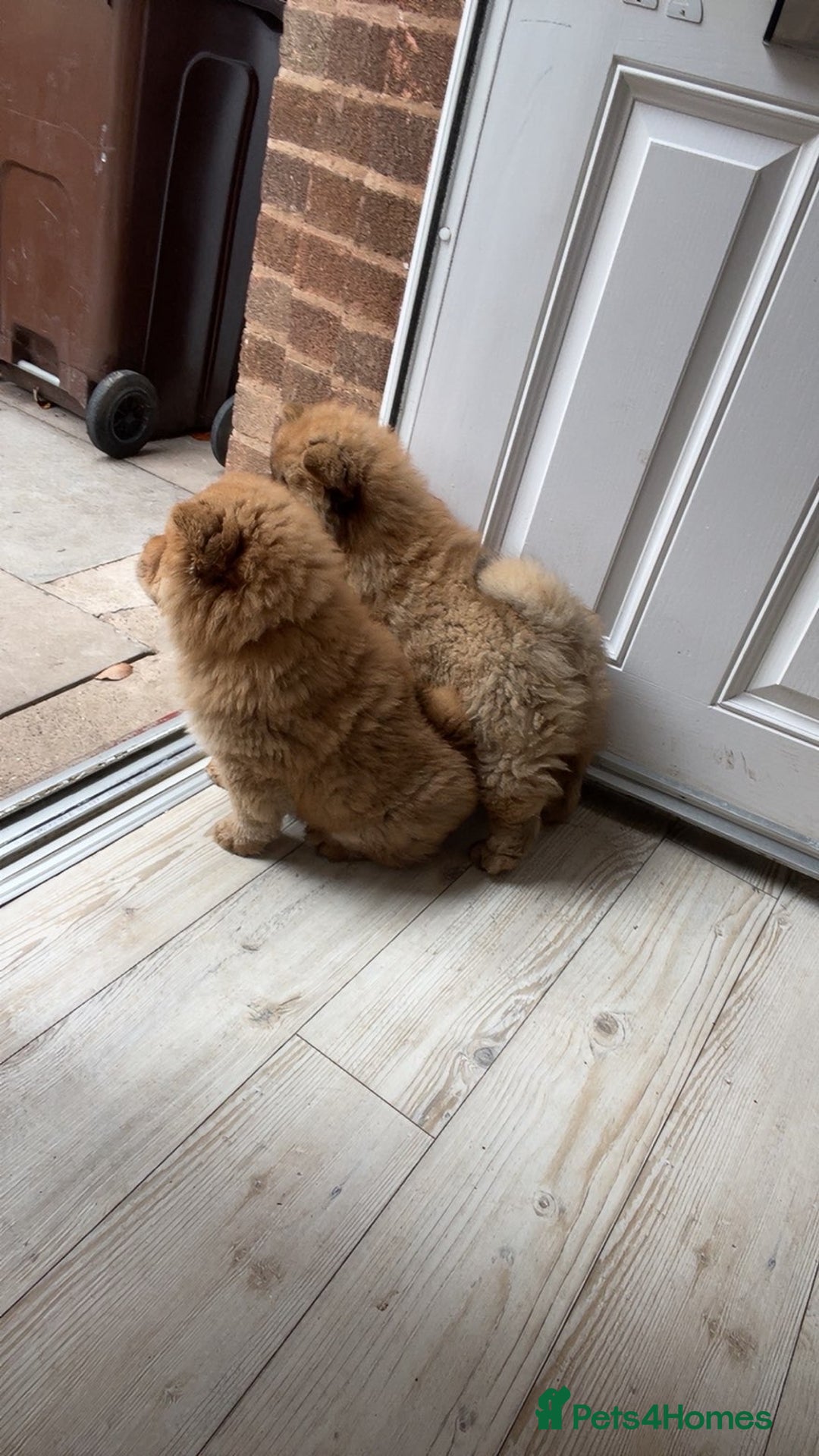 Chow Chow dogs for sale: Cinnamon Chow Chow Puppies - Image 15