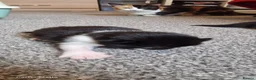 British Longhair cats for sale: Kittens  - Advert 13