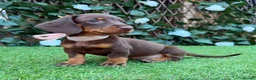 Miniature Dachshund dogs for sale: BEAUTIFUL TINY MINIATURE DASCHUNDS DAPPLE  - Advert 20