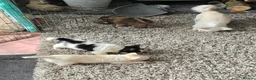 Chihuahua dogs for sale: KC Reg Chihuahua Pups, Champion lines. - Advert 35