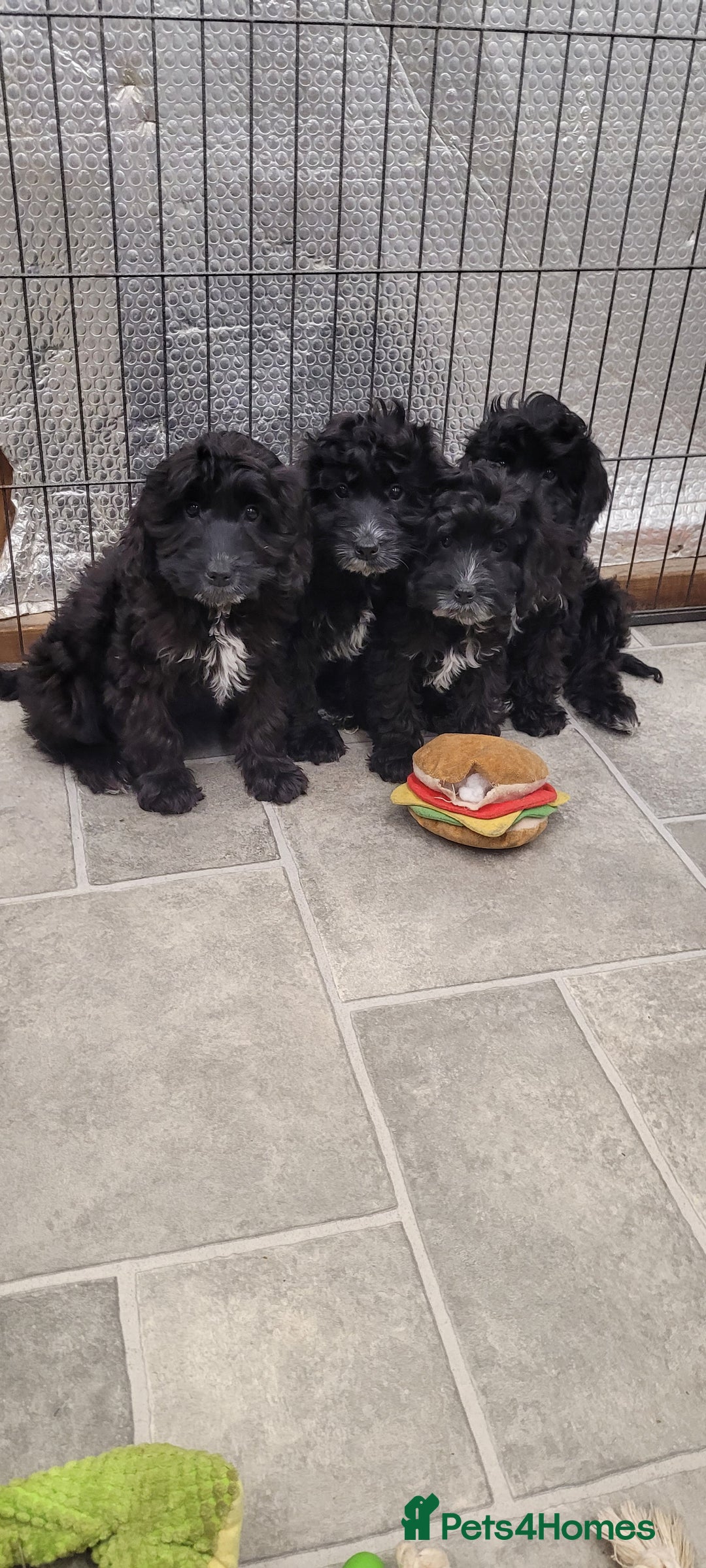 Cockapoo dogs for sale: 3 Stunning Black Girls F1 Show type cockapoos - Advert 7