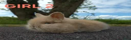 Lionhead rabbits for sale: Stunning lionheads  in Holsworthy - Advert 7