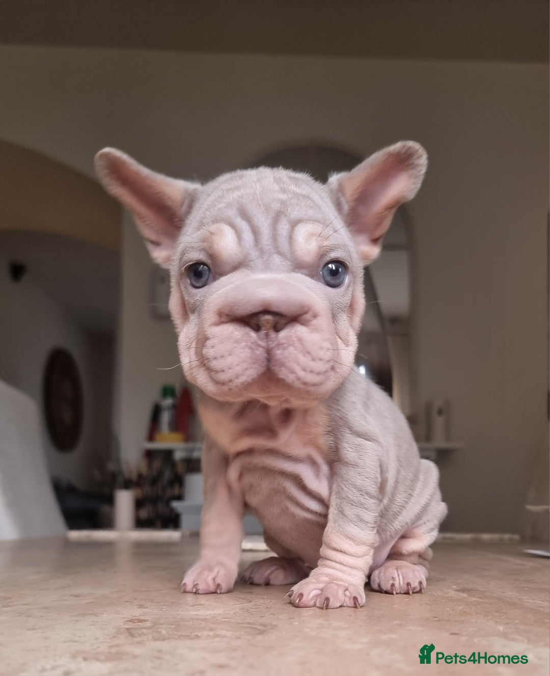 French Bulldog dogs for sale: Beautiful French bulldogs - Advert 16