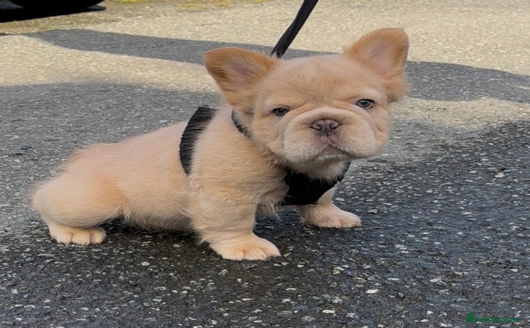 French Bulldog dogs - Advert 2