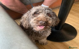 Cockapoo dogs for stud: Milo for stud - Image 4