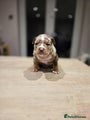 American Bully Puppy 1