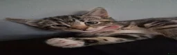 Mixed Breed cats for sale: Beautiful kittens ready for their forever homes - Advert 3
