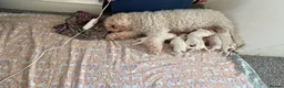 Cavapoochon dogs for sale: Beautiful Cavapoochon puppies in Brighton - Advert 2