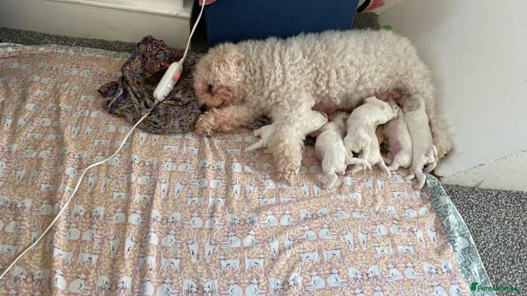 Cavapoochon dogs for sale: Beautiful Cavapoochon puppies in Brighton - Advert 2