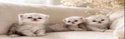 Persian cats for stud: ⭐️PERSIAN CHINCHILLA PEDIGREE PKD/FELV CLEAR STUD - Advert 8
