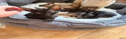 Cornish Rex cats for sale: Beautiful Cornish Rex’s ready for their new homes - Advert 9