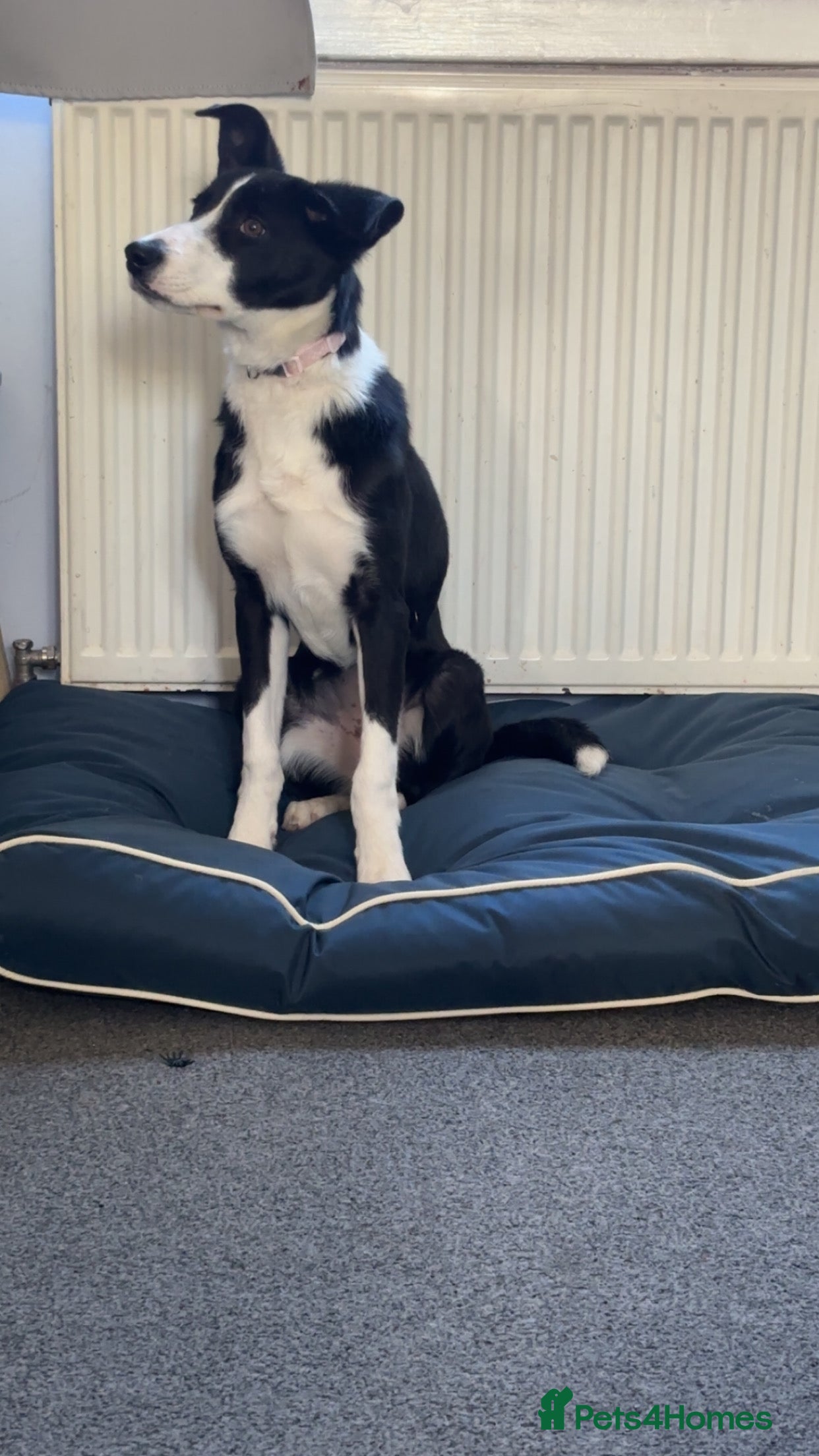 Mixed Breed dogs Border Collie x Huntaway puppy  - Advert 9