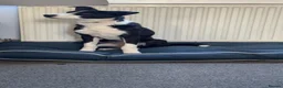 Mixed Breed dogs for sale: Border Collie x Huntaway puppy  - Advert 1