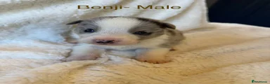 Benji