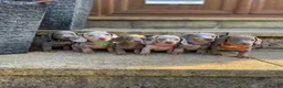 Miniature Dachshund dogs for sale: Miniature dachshund boys and girls  - Advert 16