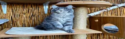 Maine Coon cats for sale: 2 Stunning GCCF Kittens Available.  - Advert 8