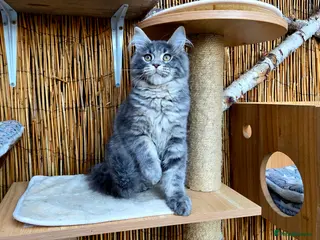 Maine Coon cats 1 Sunning Blue Tabby GCCF Girl Available. - Advert 12
