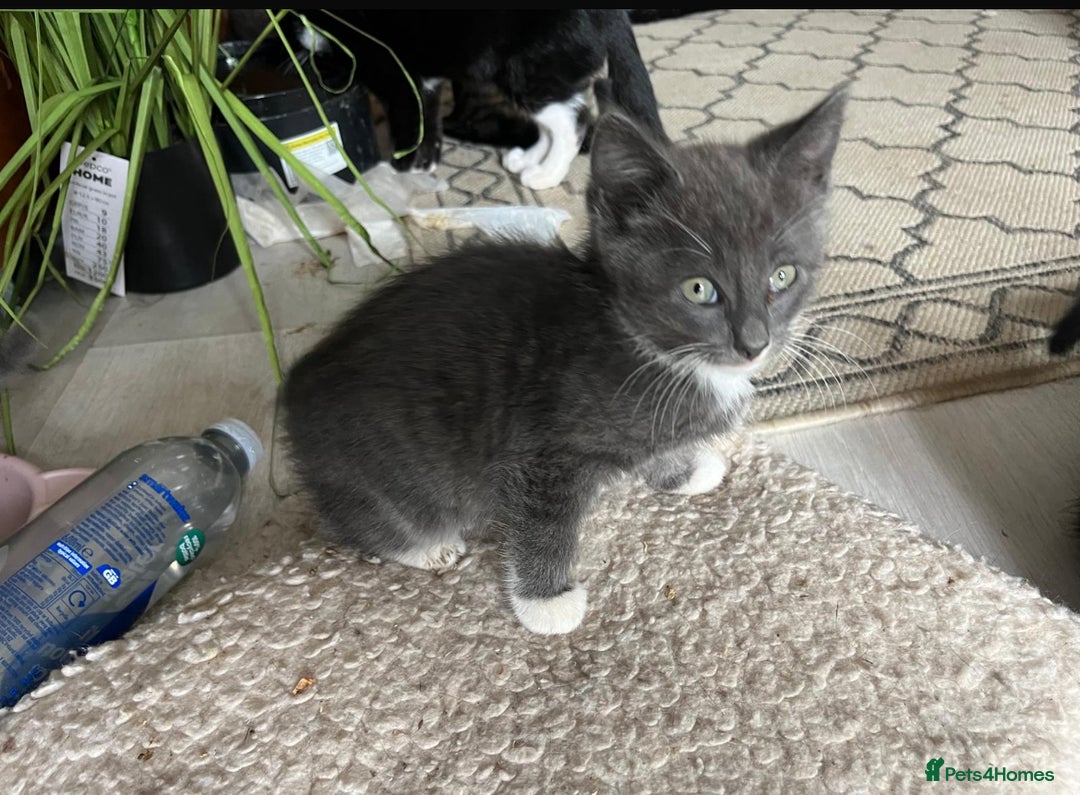 Mixed Breed cats for sale: Adorable kittens for sale  - Image 2