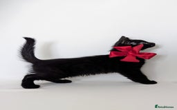 European cats for sale: Magic black kitten READY TO MOVE  - Image 6