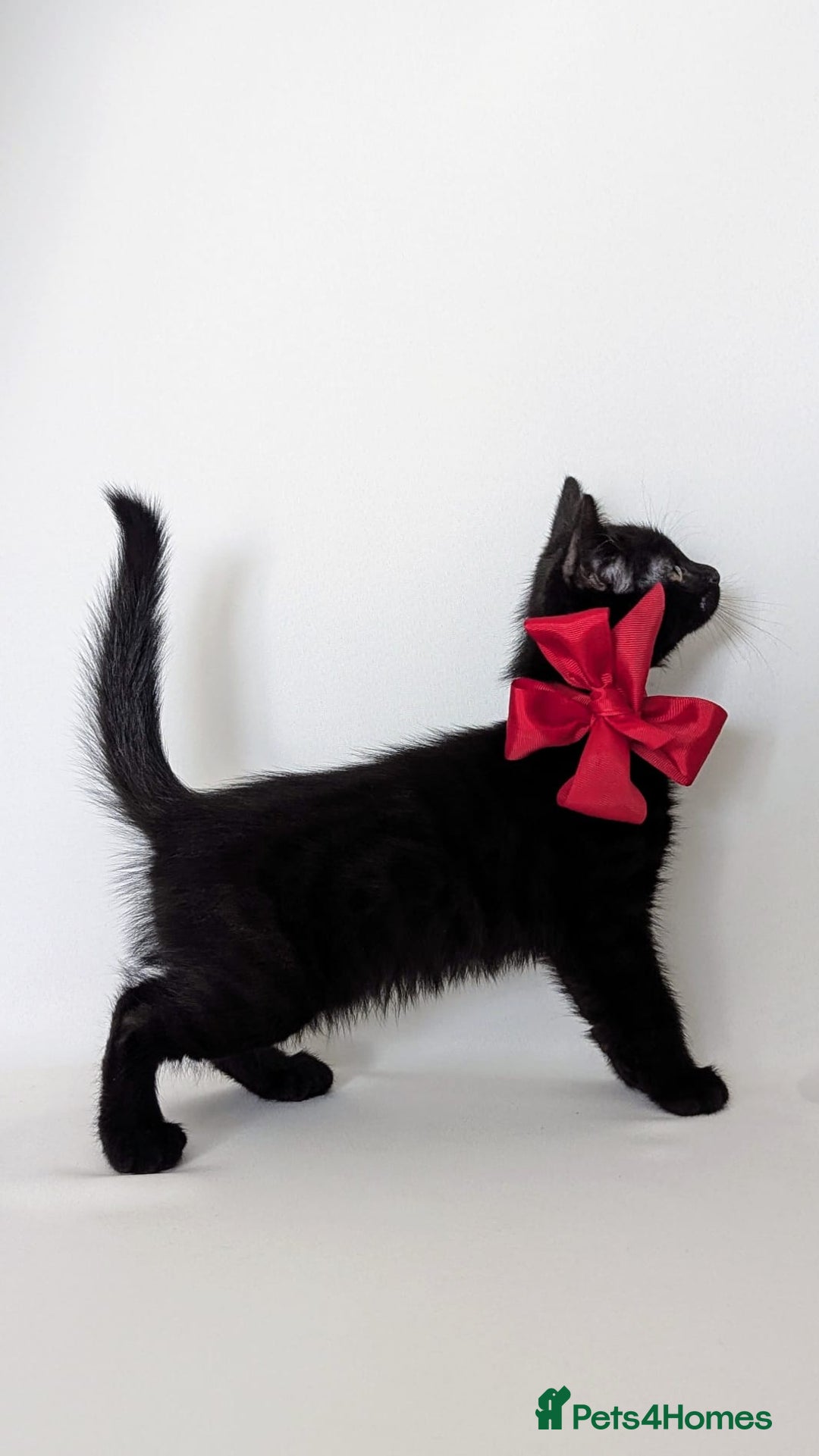European cats for sale: Magic black kitten READY TO MOVE  - Image 6