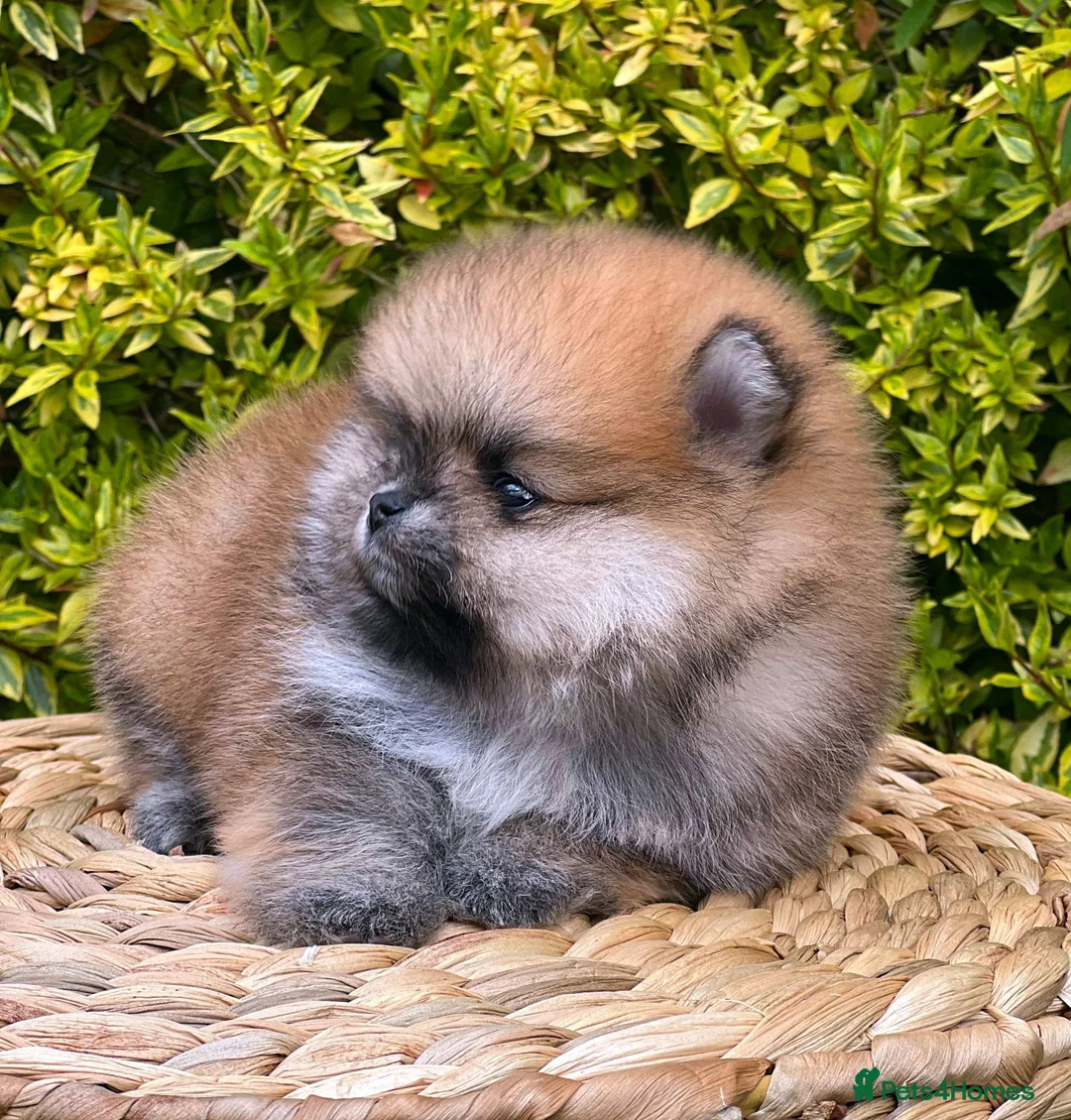 Pomeranian dogs for stud: 4 time Champion KC proven, 1,9kg 🏆 in Amersham - Advert 11