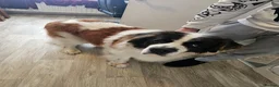 Saint Bernard dogs for sale: Saint bernard - Advert 2