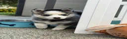 Pomsky dogs for sale: F4 Pomsky Puppies  - Advert 8