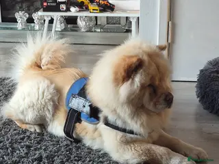 Chow Chow dogs Stunning Chow Chow female for rehome - Advert 1