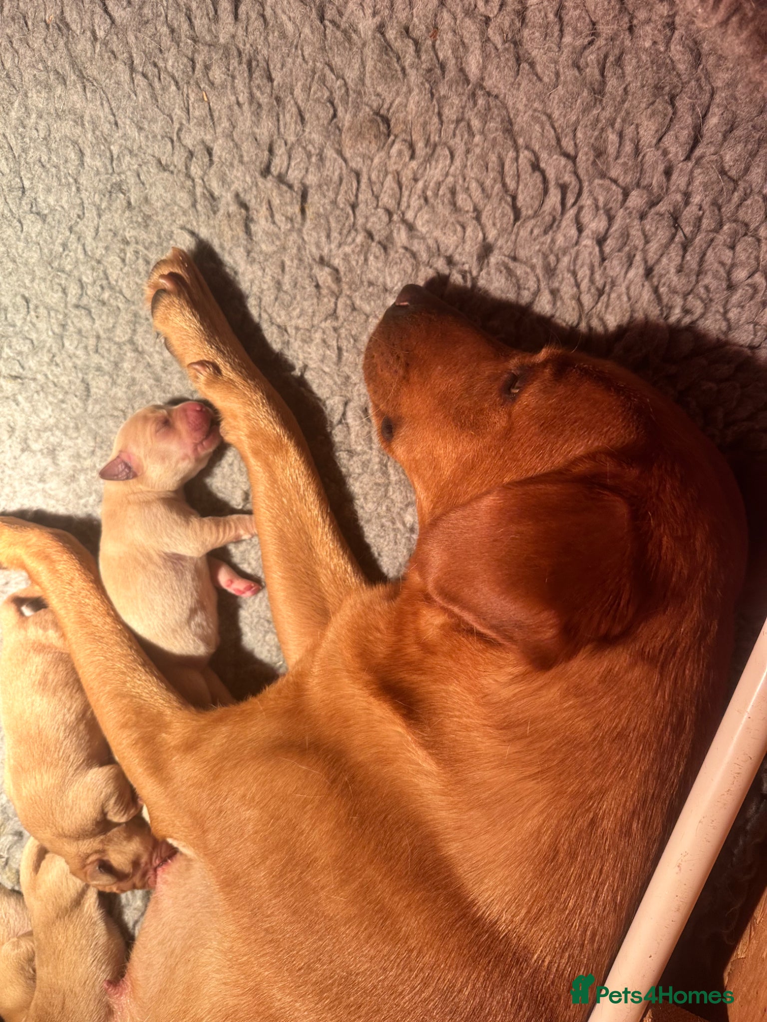 Labrador Retriever dogs KC Registered -working stock - Labrador retrievers - Advert 2