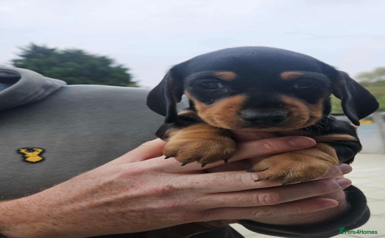 Miniature Dachshund dogs - Advert 4