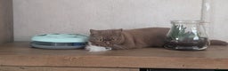 British Shorthair cats for sale: Active GCCF cinnamon female  - Advert 10